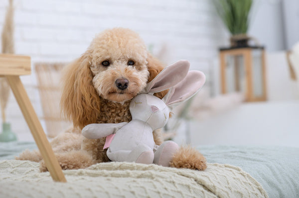 Oh Charlie Dog Toy-Dog Toys-Oh Charlie- Silver Circle Pets