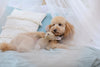 Oh Charlie Dog Toy-Dog Toys-Oh Charlie- Silver Circle Pets