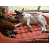 Pet Interiors Cube Genuine Leather Dog Bed-Dog Bed-Pet Interiors- Silver Circle Pets