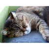 Pet Interiors Felt Cat Basket BOWL-Cat Bed-Pet Interiors- Silver Circle Pets