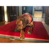 Pet Interiors Orthopedic Dog Mattress & Blanket PAUL-Dog Bed-Pet Interiors- Silver Circle Pets