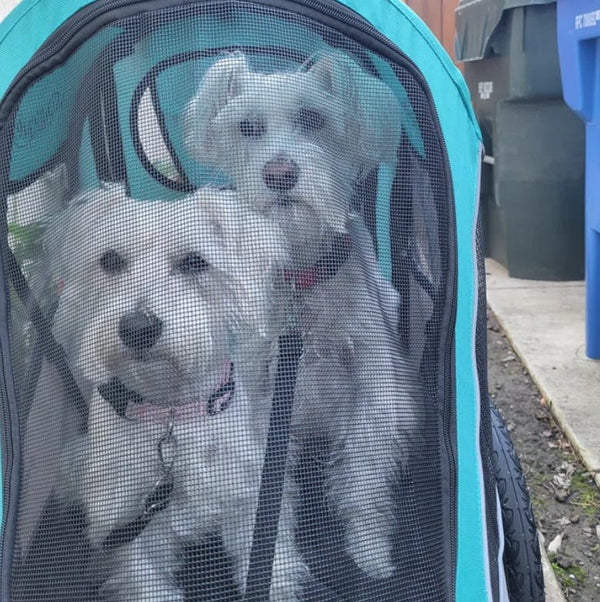 Petique Trailblazer Pet Stroller & Dog Bike Trailer incl. Free Rain Cover + Tow Bar-Pet Strollers-Petique- Silver Circle Pets