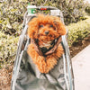 Petique Trailblazer Pet Stroller & Dog Bike Trailer incl. Free Rain Cover + Tow Bar-Pet Strollers-Petique- Silver Circle Pets