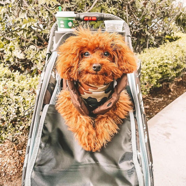 Petique Trailblazer Pet Stroller & Dog Bike Trailer incl. Free Rain Cover + Tow Bar-Pet Strollers-Petique- Silver Circle Pets