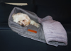 Ralph & Co Dog Blanket | Balmoral