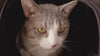 Tavo Pets Dupree II ISOFIX Pet Car Seat | Airline Carry-On