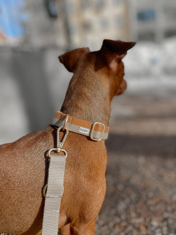 Tadazhi Classic Dog Collar-Collar-tadazhi- Silver Circle Pets