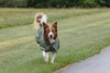 Tadazhi Dog Raincoat-Dog Raincoat-Tadazhi- Silver Circle Pets