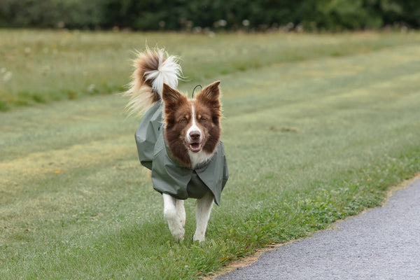Tadazhi Dog Raincoat-Dog Raincoat-Tadazhi- Silver Circle Pets