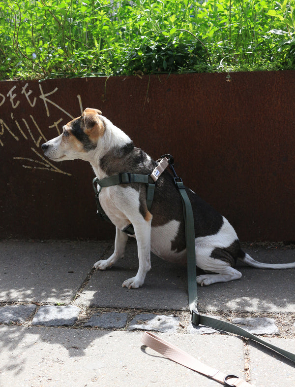 Tadazhi Matching Luna Harness & Leash Set | Recycled Materials-Dog Leash-tadazhi- Silver Circle Pets