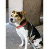 Tadazhi My Dog Collar-Collar-tadazhi- Silver Circle Pets