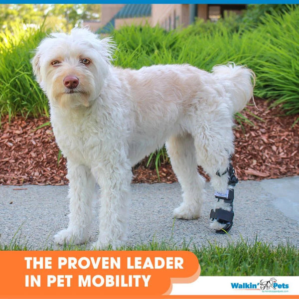 Walkin’ Wheels - Adjustable Splint-Dog Splint-Walkin Wheels- Silver Circle Pets
