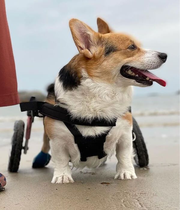 Walkin’ Wheels CORGI Wheelchair-Dog Wheel Chair-Walkin Wheels- Silver Circle Pets