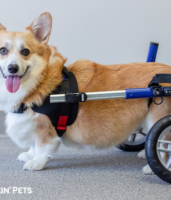 Walkin’ Wheels CORGI Wheelchair-Dog Wheel Chair-Walkin Wheels- Silver Circle Pets