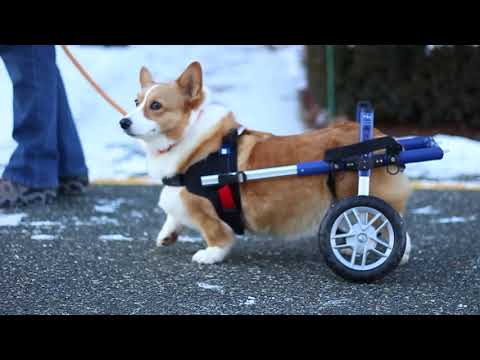 Walkin’ Wheels CORGI Wheelchair-Dog Wheel Chair-Walkin Wheels- Silver Circle Pets