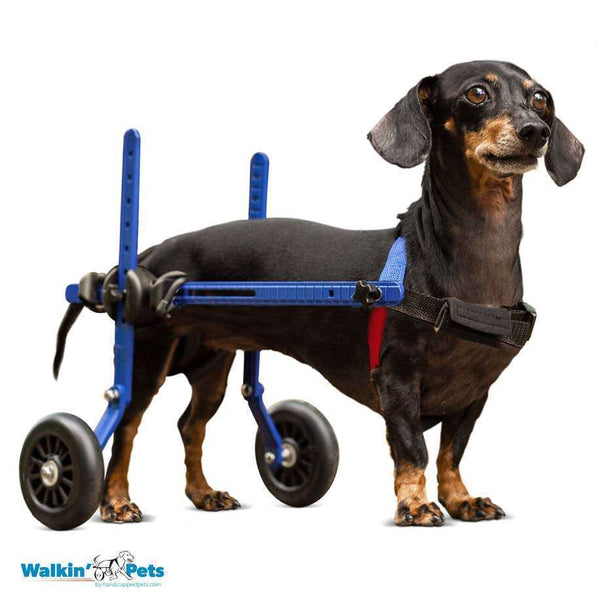 Walkin’ Wheels DACHSHUND Wheelchair-Dog Wheel Chair-Walkin Wheels- Silver Circle Pets
