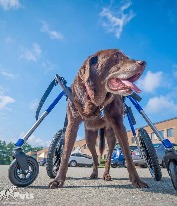 Walkin Wheels® Full Support/4-Wheel LARGE Dog Wheelchair (31 to 82 kg)-Dog Wheel Chair-Walkin Wheels- Silver Circle Pets