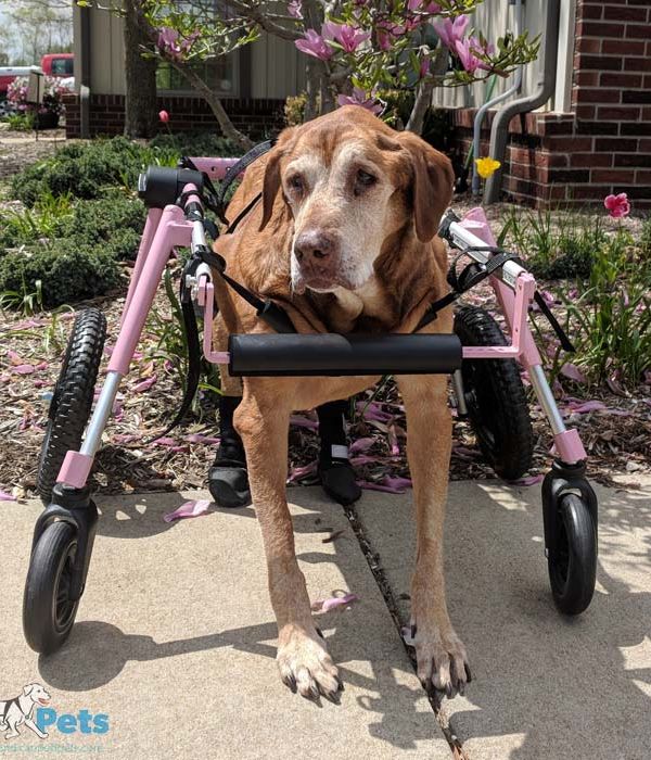 Walkin Wheels® Full Support/4-Wheel LARGE Dog Wheelchair (31 to 82 kg)-Dog Wheel Chair-Walkin Wheels- Silver Circle Pets