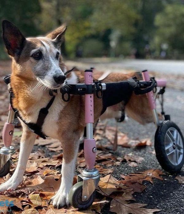 Walkin Wheels® Full Support/4-Wheel SMALL Dog Wheelchair (3.5 - 11kg)-Dog Wheel Chair-Walkin Wheels- Silver Circle Pets
