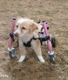 Walkin Wheels® Full Support/4-Wheel SMALL Dog Wheelchair (3.5 - 11kg)-Dog Wheel Chair-Walkin Wheels- Silver Circle Pets