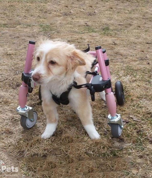 Walkin Wheels® Full Support/4-Wheel SMALL Dog Wheelchair (3.5 - 11kg)-Dog Wheel Chair-Walkin Wheels- Silver Circle Pets
