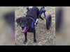 Walkin Wheels® LARGE Rear Dog Wheelchair (31 to 82 kg)-Dog Wheel Chair-Walkin Wheels- Silver Circle Pets