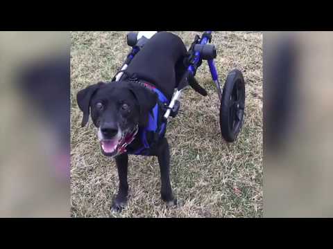 Walkin Wheels® LARGE Rear Dog Wheelchair (31 to 82 kg)-Dog Wheel Chair-Walkin Wheels- Silver Circle Pets