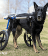Walkin Wheels® LARGE Rear Dog Wheelchair (31 to 82 kg)-Dog Wheel Chair-Walkin Wheels- Silver Circle Pets