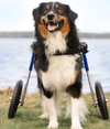 Walkin Wheels® LARGE Rear Dog Wheelchair (31 to 82 kg)-Dog Wheel Chair-Walkin Wheels- Silver Circle Pets