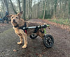 Walkin Wheels® LARGE Rear Dog Wheelchair (31 to 82 kg)-Dog Wheel Chair-Walkin Wheels- Silver Circle Pets