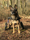 Walkin Wheels® LARGE Rear Dog Wheelchair (31 to 82 kg)-Dog Wheel Chair-Walkin Wheels- Silver Circle Pets