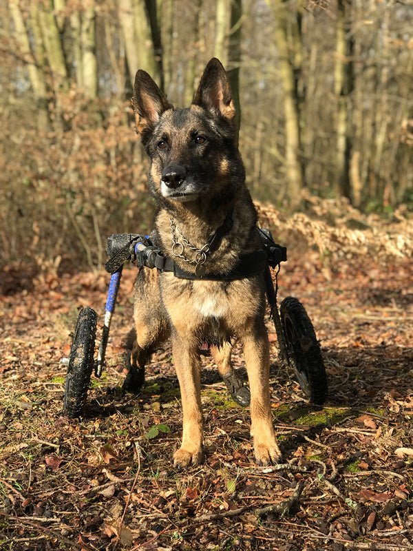 Walkin Wheels® LARGE Rear Dog Wheelchair (31 to 82 kg)-Dog Wheel Chair-Walkin Wheels- Silver Circle Pets
