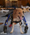 Walkin Wheels® MEDIUM Dog Front Wheel Attachment-Dog Wheel Chair-Walkin Wheels- Silver Circle Pets