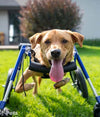 Walkin Wheels® MEDIUM Dog Front Wheel Attachment-Dog Wheel Chair-Walkin Wheels- Silver Circle Pets