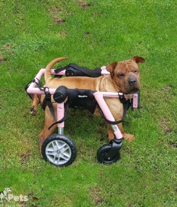 Walkin Wheels® MEDIUM Dog Front Wheel Attachment-Dog Wheel Chair-Walkin Wheels- Silver Circle Pets