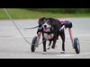 Walkin Wheels® MEDIUM Rear Dog Wheelchair (11 to 30kg)-Dog Wheel Chair-Walkin Wheels- Silver Circle Pets