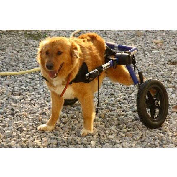 Walkin Wheels® MEDIUM Rear Dog Wheelchair (11 to 30kg)-Dog Wheel Chair-Walkin Wheels- Silver Circle Pets