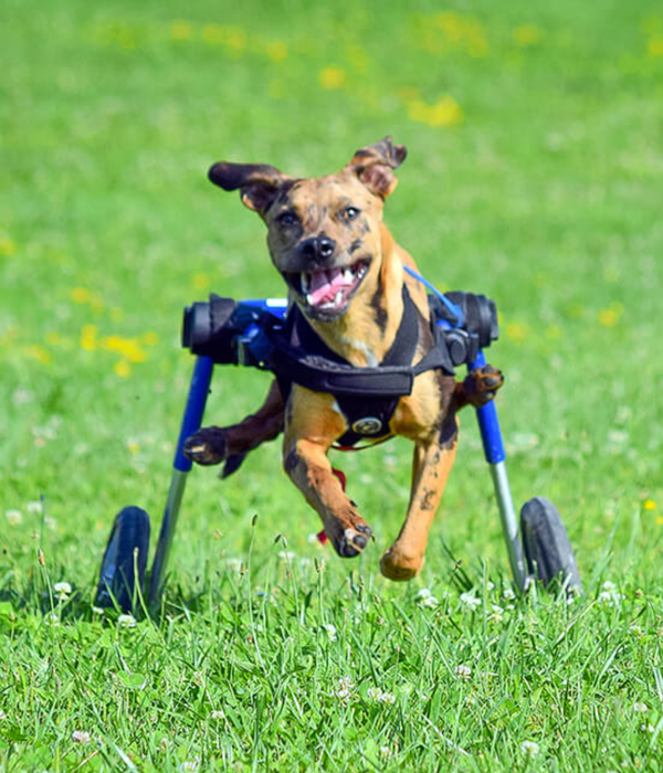 Walkin Wheels® MEDIUM Rear Dog Wheelchair (11 to 30kg)-Dog Wheel Chair-Walkin Wheels- Silver Circle Pets