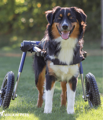 Walkin Wheels® MEDIUM Rear Dog Wheelchair (11 to 30kg)-Dog Wheel Chair-Walkin Wheels- Silver Circle Pets