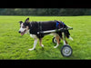 Walkin Wheels® MEDIUM Rear Dog Wheelchair (11 to 30kg)-Dog Wheel Chair-Walkin Wheels- Silver Circle Pets