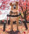 Walkin Wheels® MEDIUM Rear Dog Wheelchair (11 to 30kg)-Dog Wheel Chair-Walkin Wheels- Silver Circle Pets