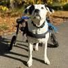 Walkin Wheels® MEDIUM Rear Dog Wheelchair (11 to 30kg)-Dog Wheel Chair-Walkin Wheels- Silver Circle Pets