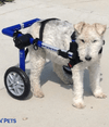 Walkin Wheels® MEDIUM Rear Dog Wheelchair (11 to 30kg)-Dog Wheel Chair-Walkin Wheels- Silver Circle Pets