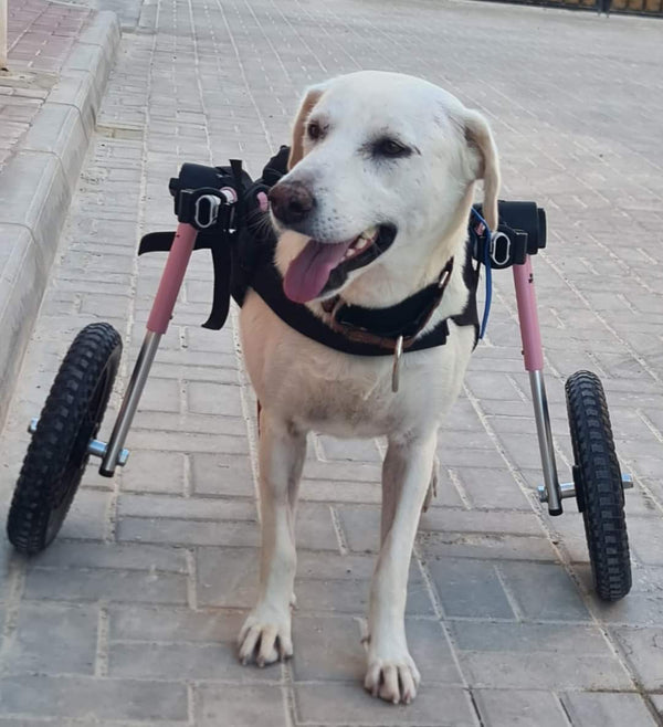 Walkin Wheels® MEDIUM Rear Dog Wheelchair (11 to 30kg)-Dog Wheel Chair-Walkin Wheels- Silver Circle Pets