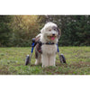 Walkin Wheels® MEDIUM Rear Dog Wheelchair (11 to 30kg)-Dog Wheel Chair-Walkin Wheels- Silver Circle Pets