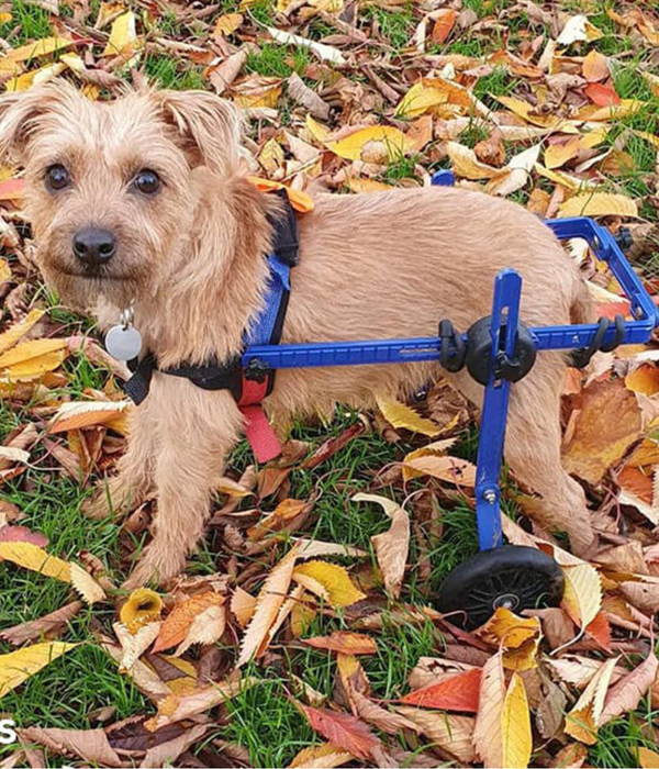 Walkin Wheels® MINI Rear Dog Wheelchair (up to 3.5kg)-Dog Wheelchairs-Walkin Wheels- Silver Circle Pets