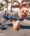 Walkin Wheels® MINI Rear Dog Wheelchair (up to 3.5kg)-Dog Wheelchairs-Walkin Wheels- Silver Circle Pets