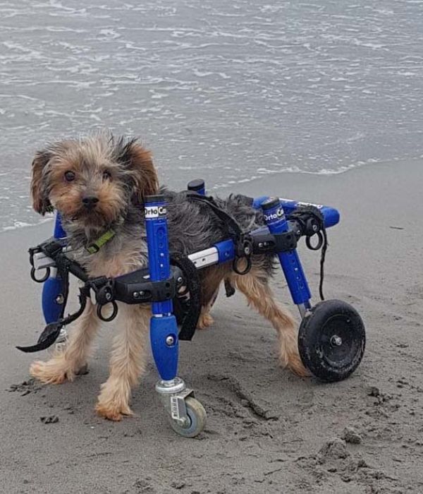 Walkin Wheels® SMALL Front Wheels Attachment-Dog Wheelchairs-Walkin Wheels- Silver Circle Pets