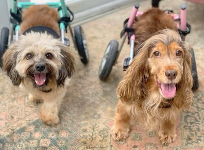 Walkin Wheels® SMALL Rear Dog Wheelchair (3.5 - 11kg)-Dog Wheelchairs-Walkin Wheels- Silver Circle Pets