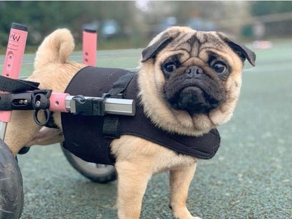 Walkin Wheels® SMALL Rear Dog Wheelchair (3.5 - 11kg)-Dog Wheelchairs-Walkin Wheels- Silver Circle Pets